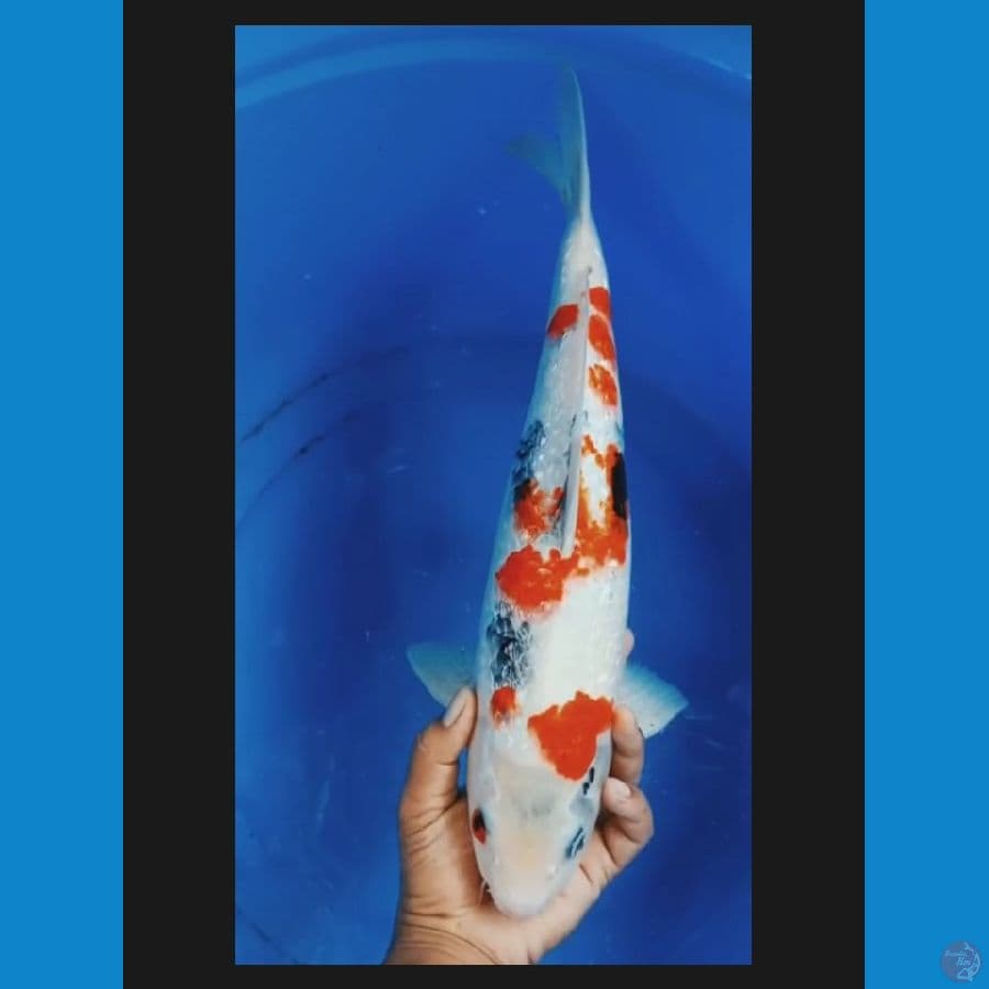 ( 44CM ) KINDAI SHOWAGINRIN - MALE
