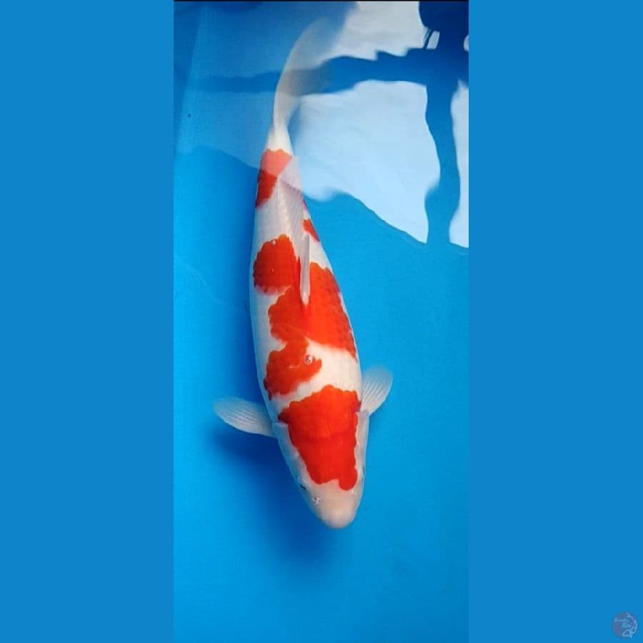 HANAMASA 1 ~ Kohaku 40 cm/fm ™