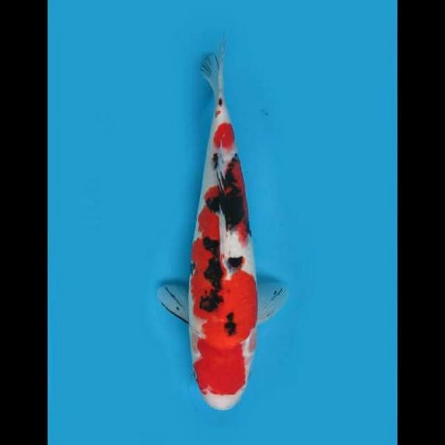 38cm Female - Jumbo Sanke 