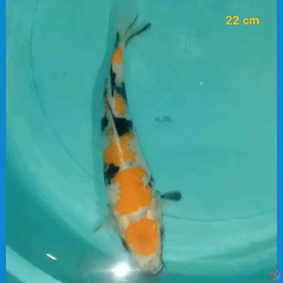 Showa 22 cm
