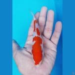 BABY KUHAKU HQ 14 CM 