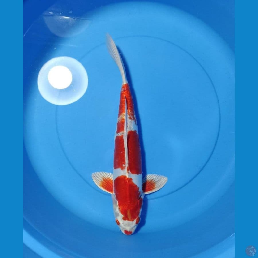 kikusui Motoaka 40cm
