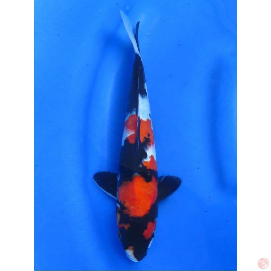 Showa Pekat Male , 28cm