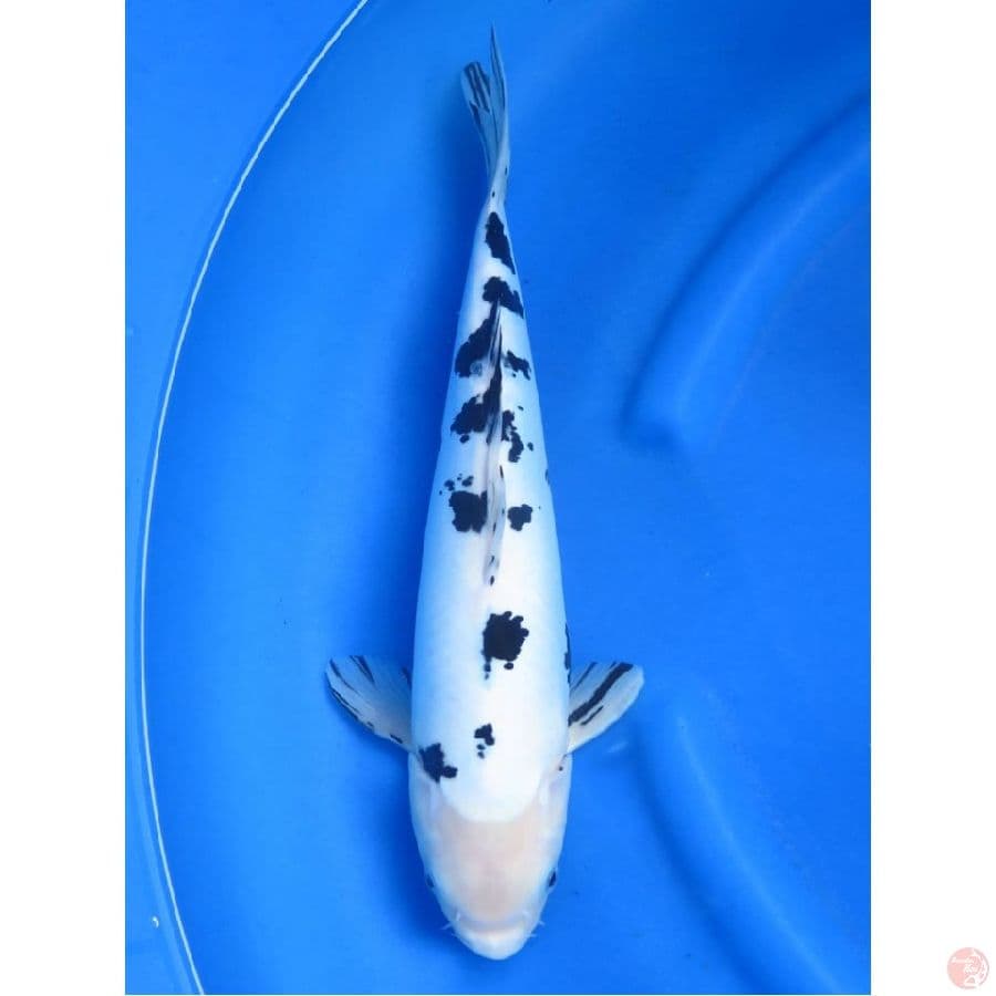 Doitsu Bekko No Bocor , 41cm