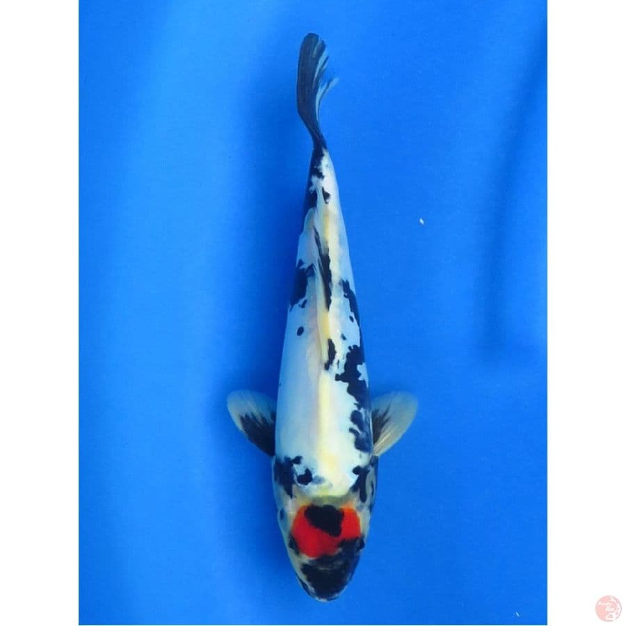 Ori - Tancho Evo Doitsu No Bocor  ,23cm