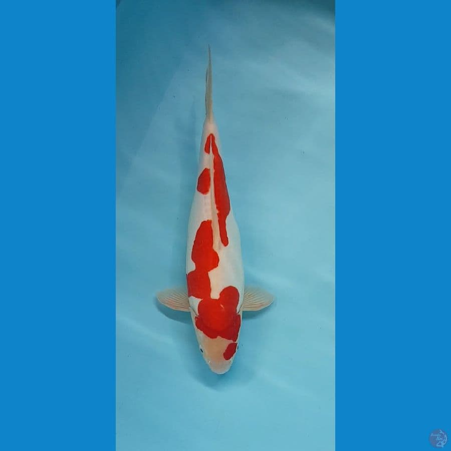 KOHAKU DOITSU MURNI 40cm