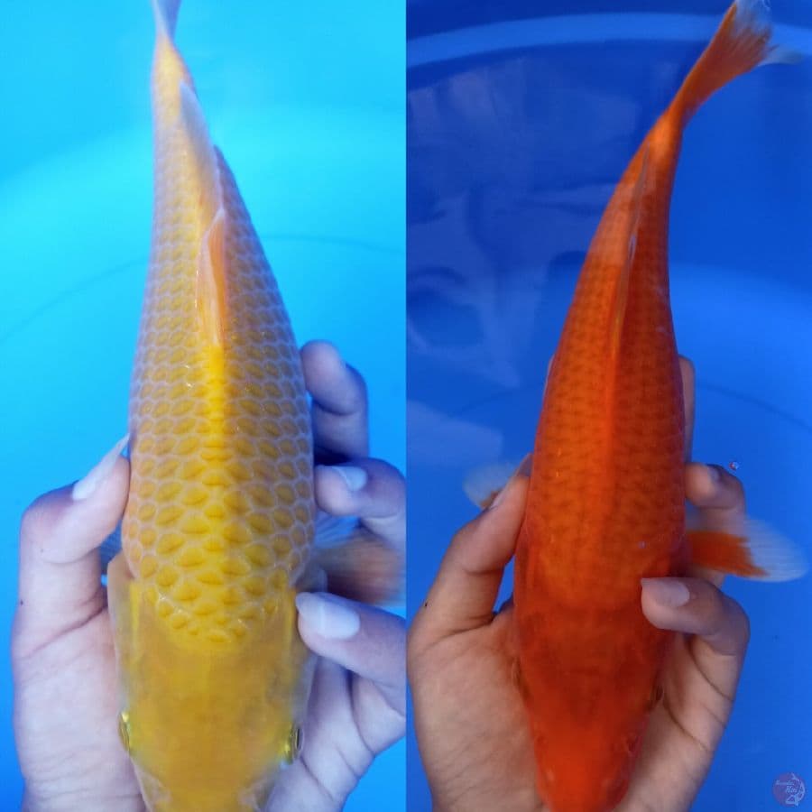 akahajiro corn karasi corn sz 28-31