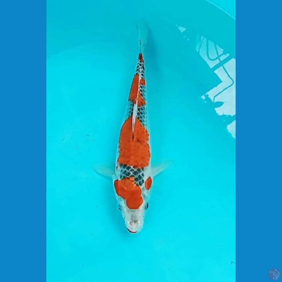 Goshiki 28 cm