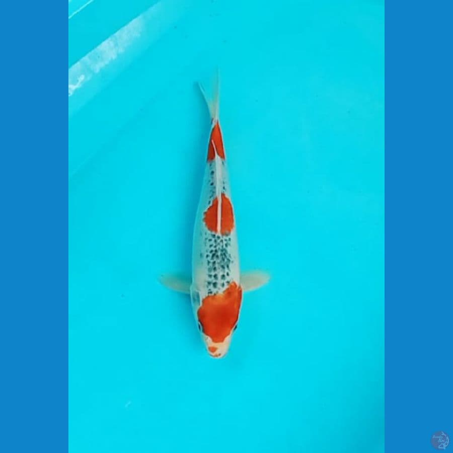 Goshiki 25 cm