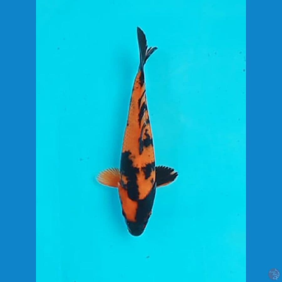Hi utshuri 21 cm