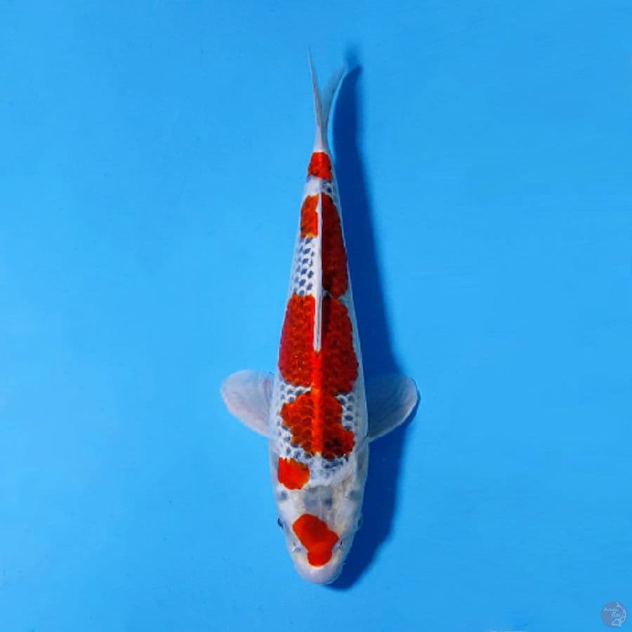 F30CM GOSHIKI