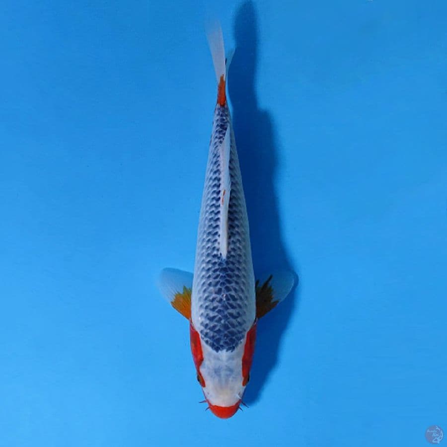F30CM ASAGI SQ