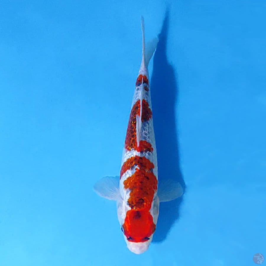 F25CM GINRIN GOSHIKI
