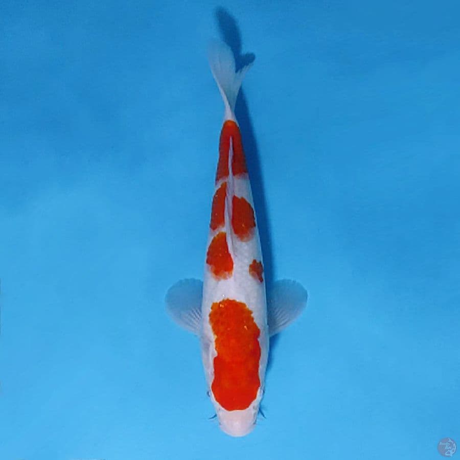 F30CM KOHAKU ORIGINAL