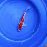 kohaku