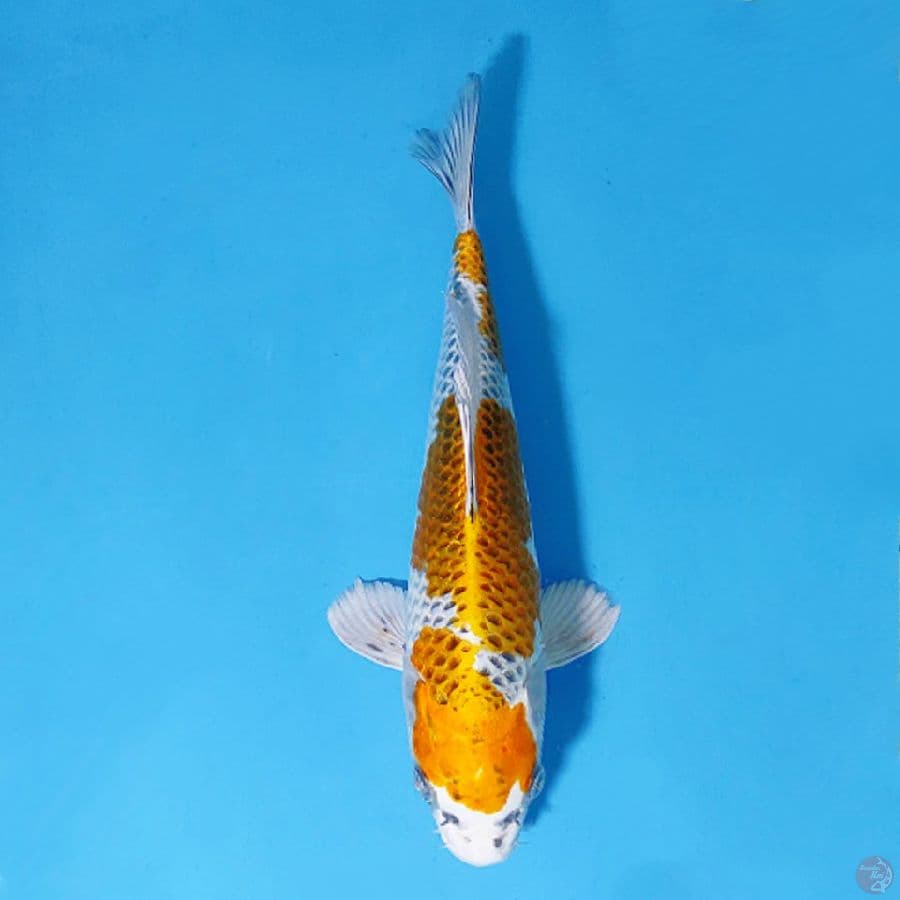 F30CM KUJAKU ORIGINAL
