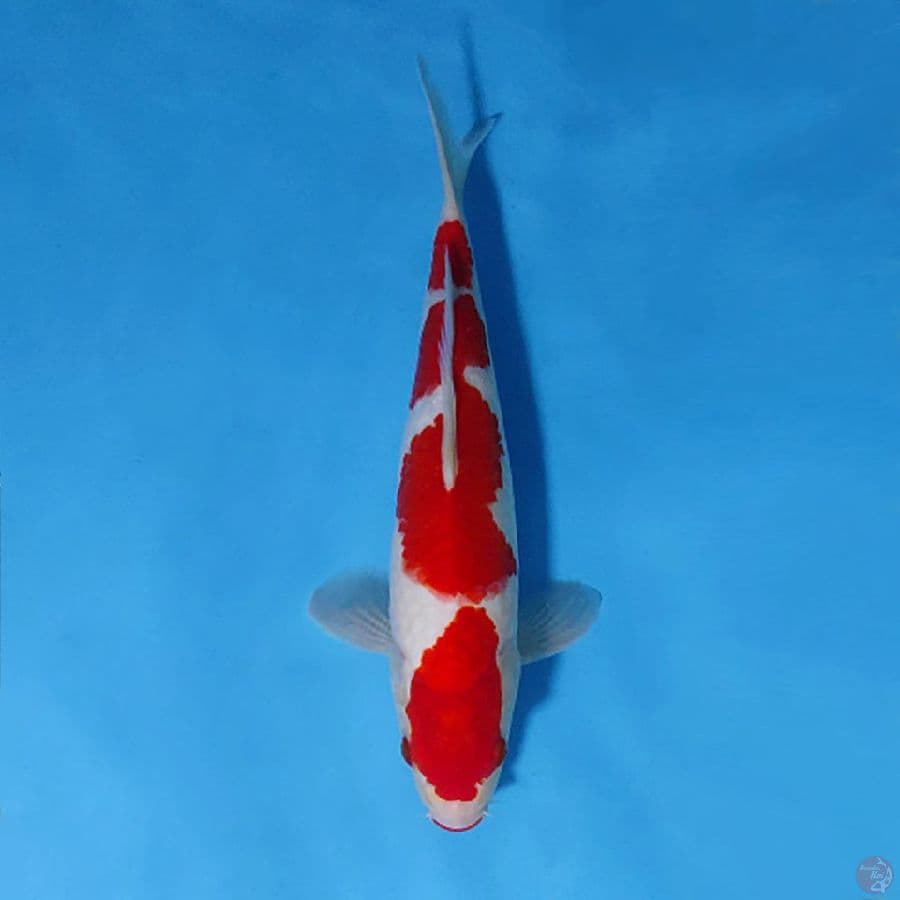 M30CM RED KOHAKU 4 STEP 