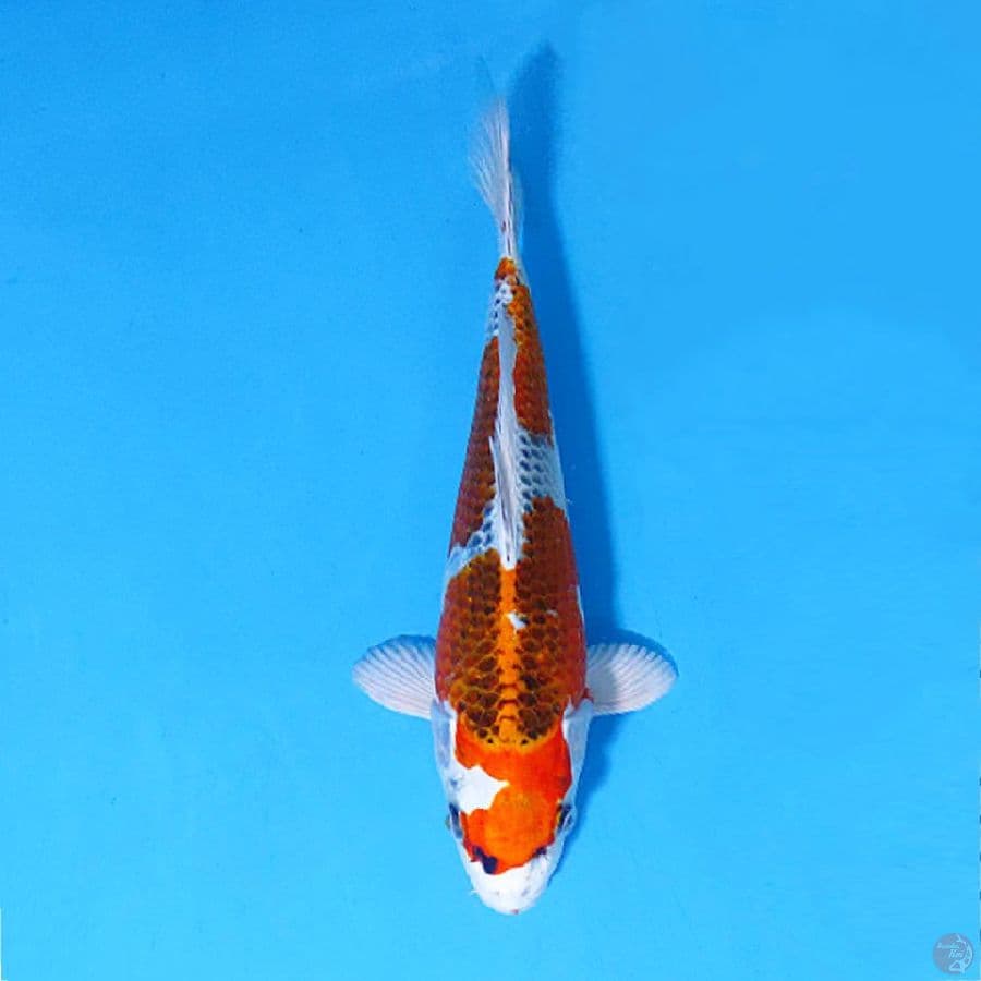 F25CM KUJAKU SQ