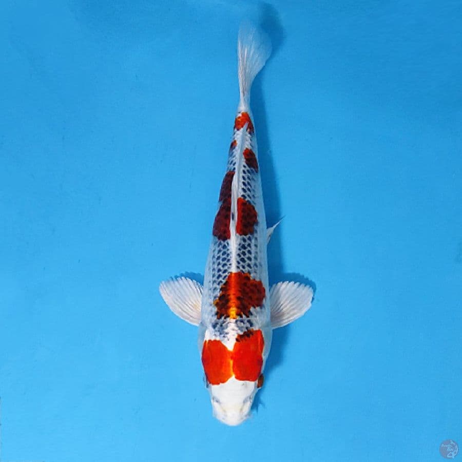 F30CM KUJAKU FULL HIKARI BERSIH
