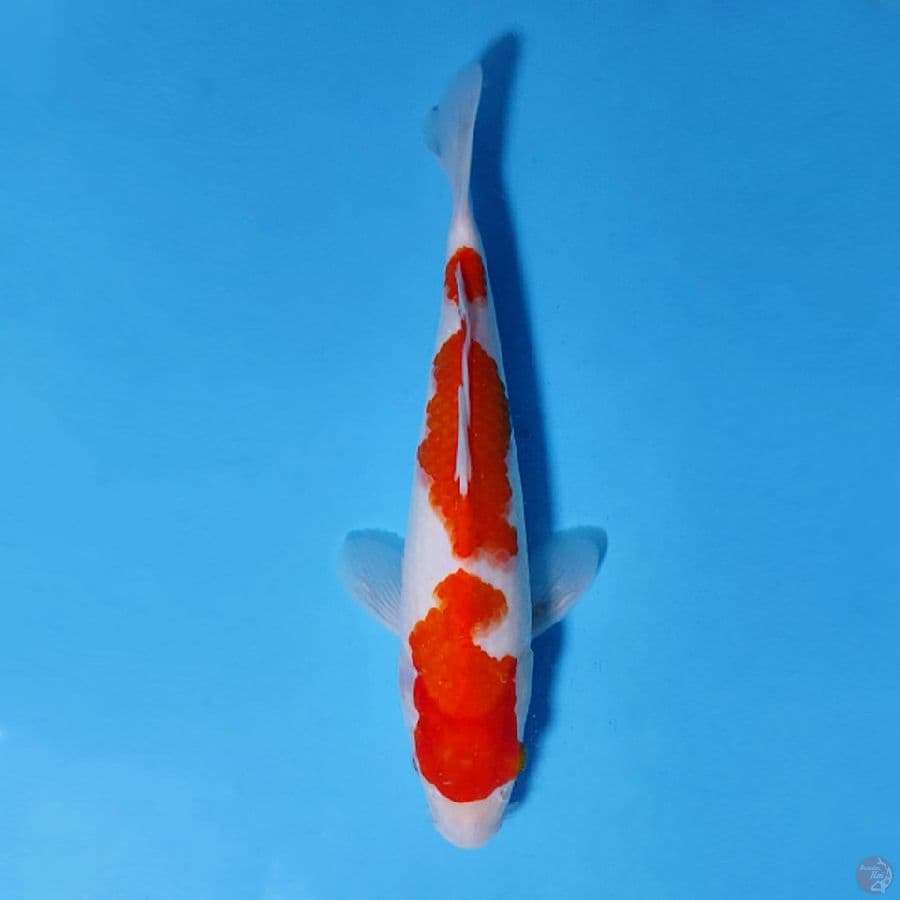 F28CM KOHAKU 3 STEP ORIGINAL