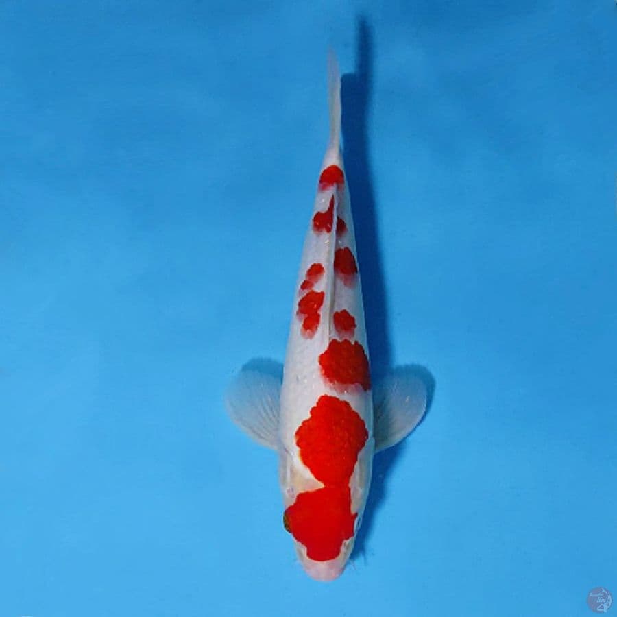 M30CM KOHAKU SAKURA