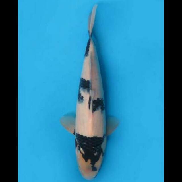 34cm Male - Shiro Tategoi F1 