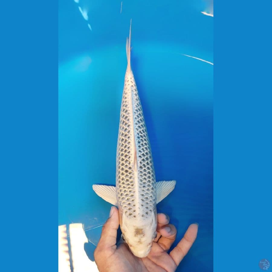 37cm male