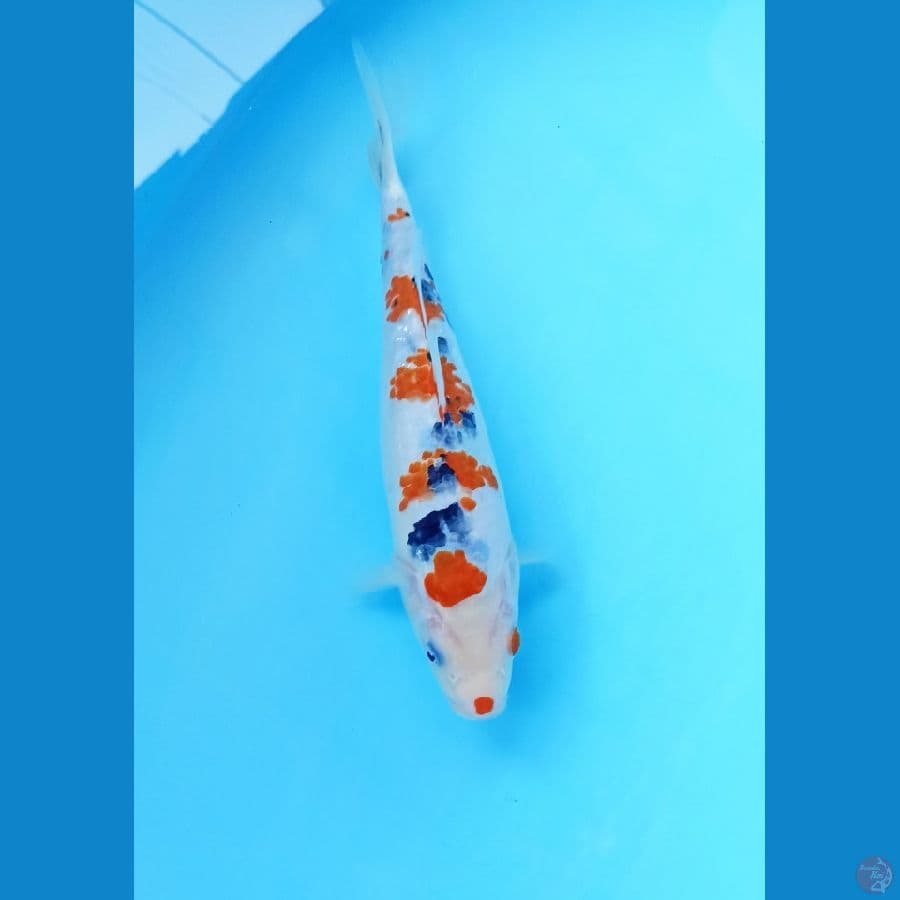 Sanke 24cm