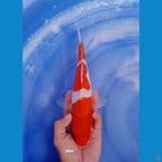 SANDAN KOHAKU DOITSU 29cm