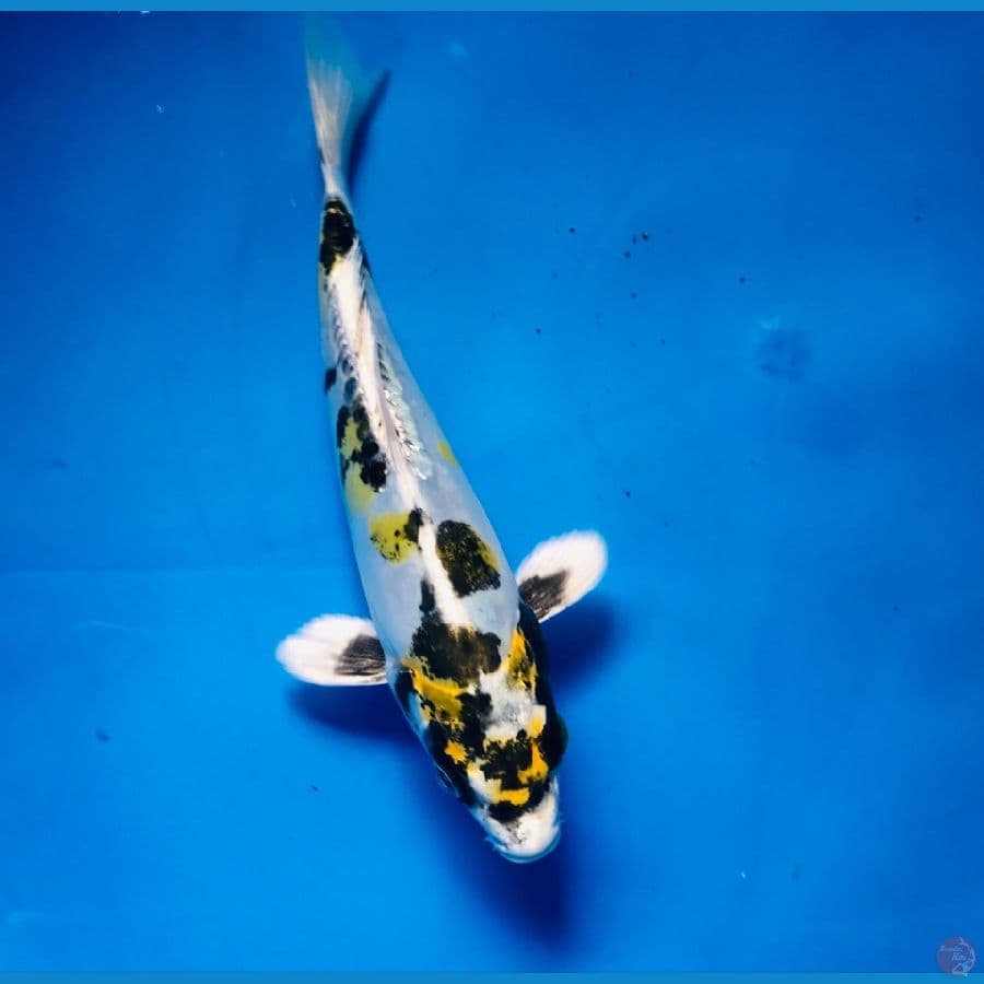 kikokuryu 20cm