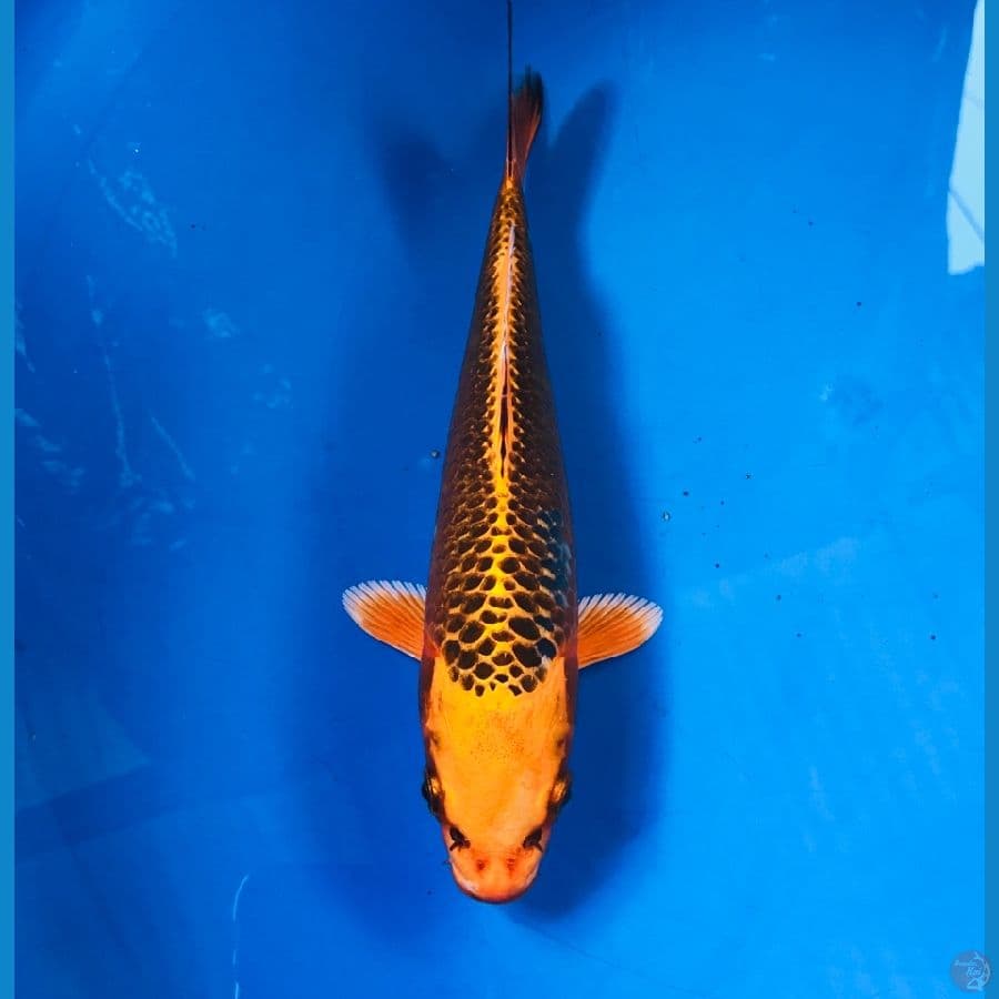 kin matsuba 22cm