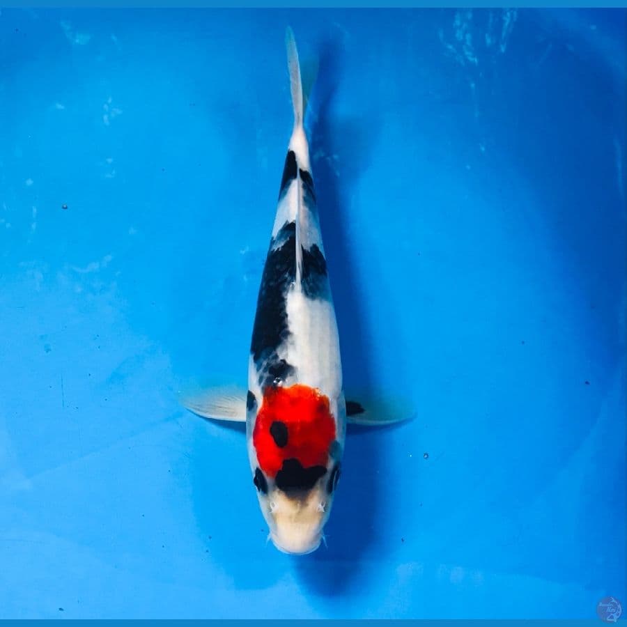 tancho showa 23cm