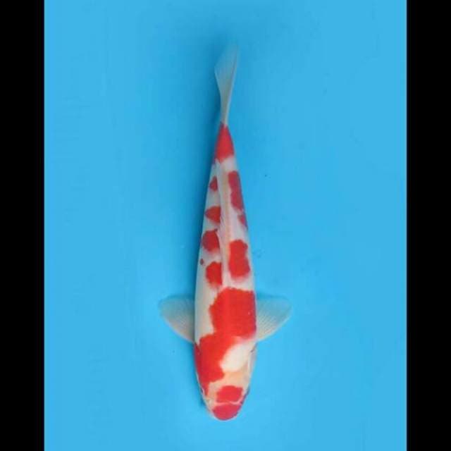 34cm Male - Ori Kohaku Sakura Strong 