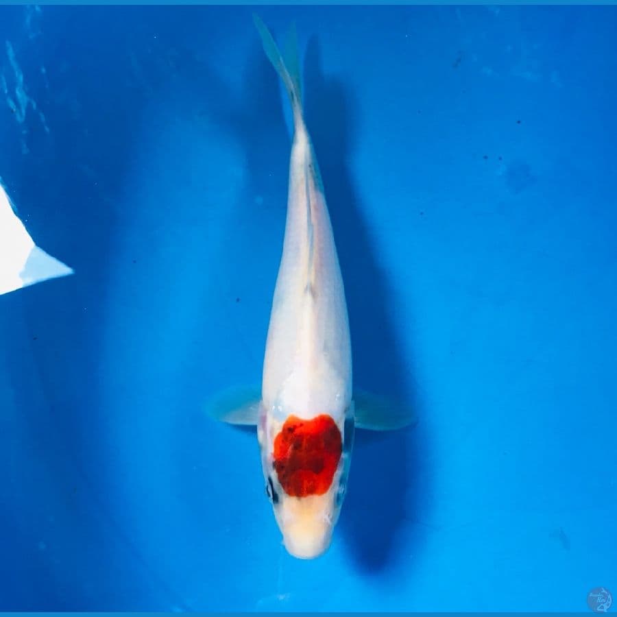 tancho tategoi 22cm