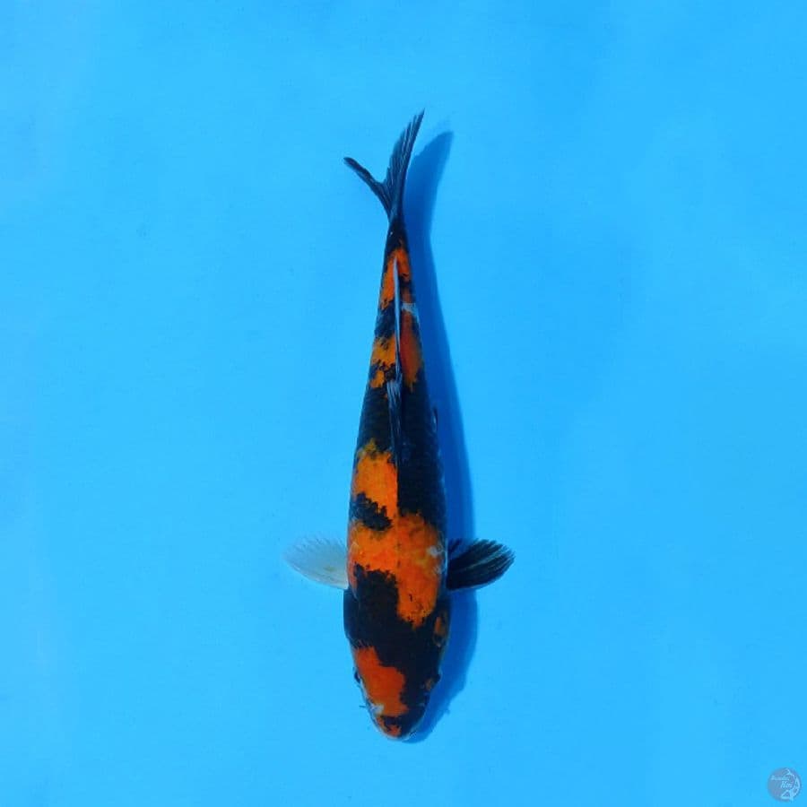 F32CM HI SHOWA