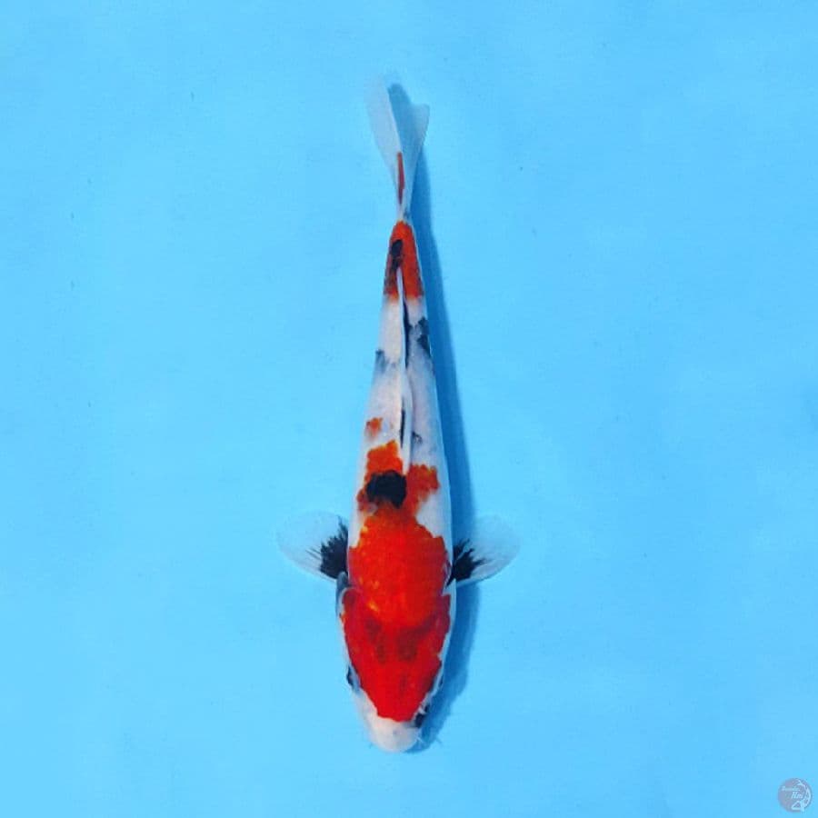 F23CM SHOWA TATEGOI
