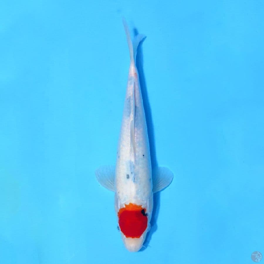 F31CM TANCHO SHOWA TATEGOI