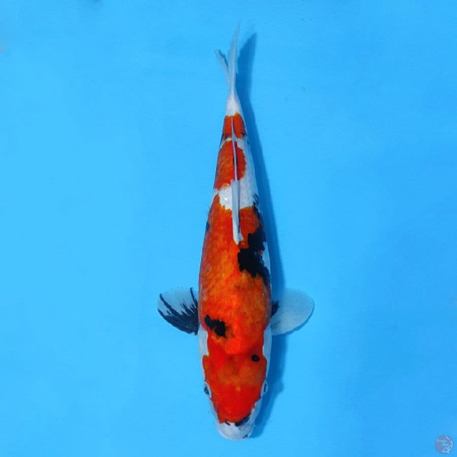 F36CM SHOWA TATEGOI