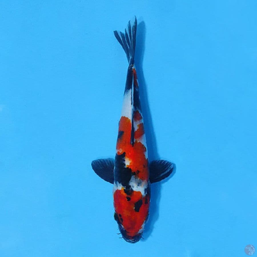F25CM SHOWA 2 STEP