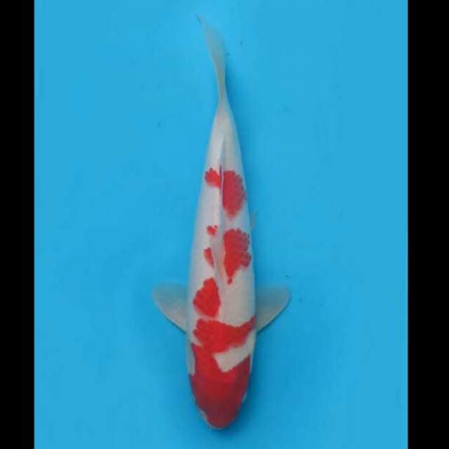 32cm Male - Kohaku Zig zag 