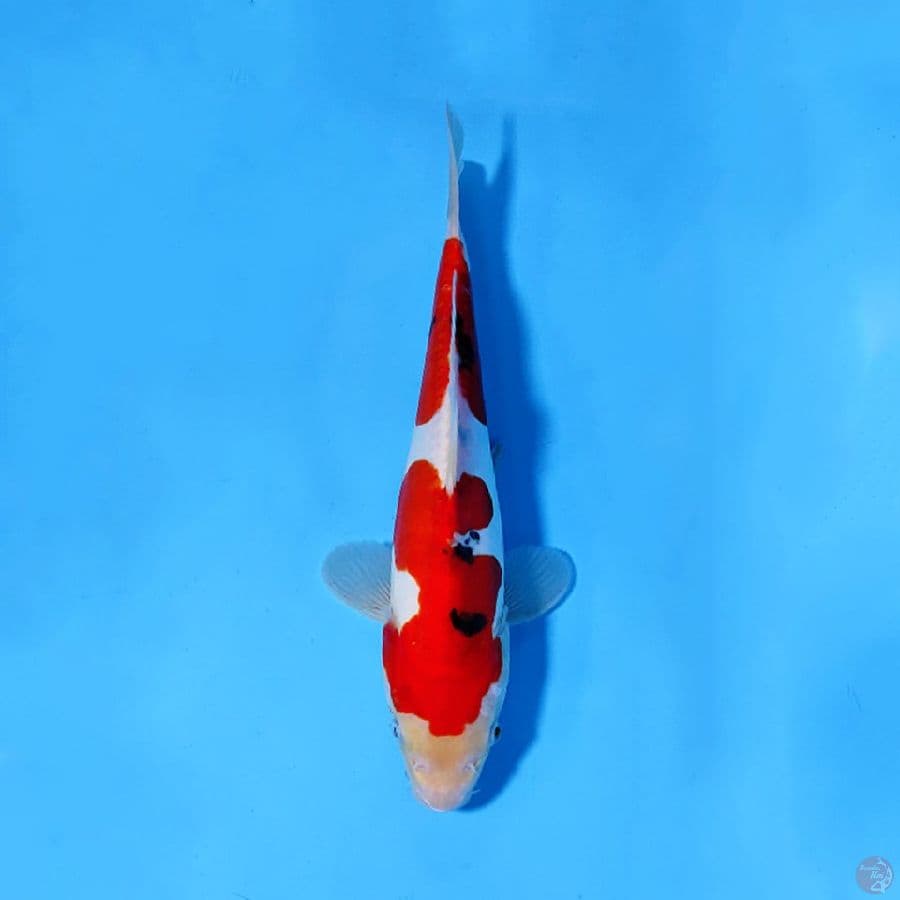 F25CM DOITSU SANKE