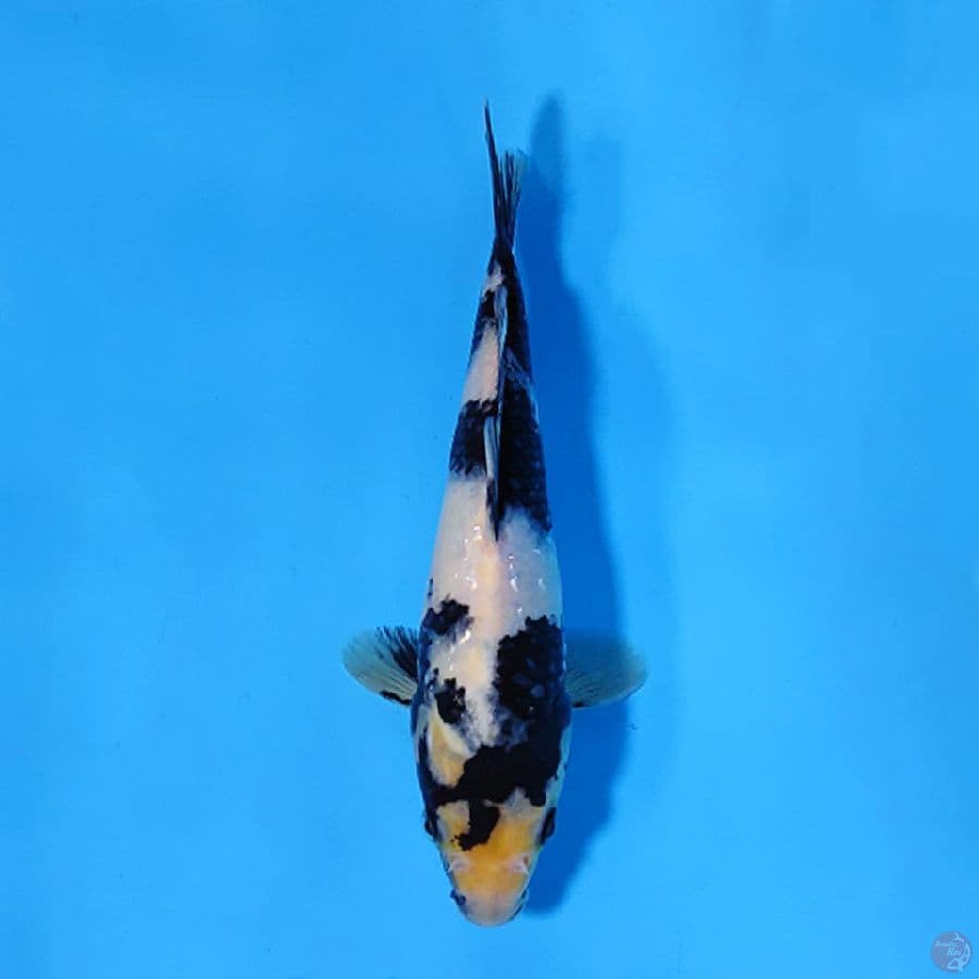 F20CM SHIRO UTSURI