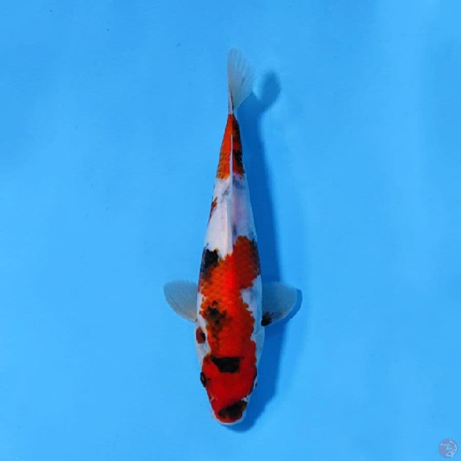 M22CM SHOWA TATEGOI