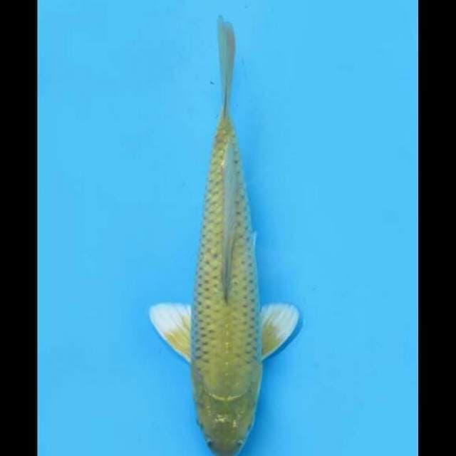24cm Male - Midorigoi 2 Bersih 