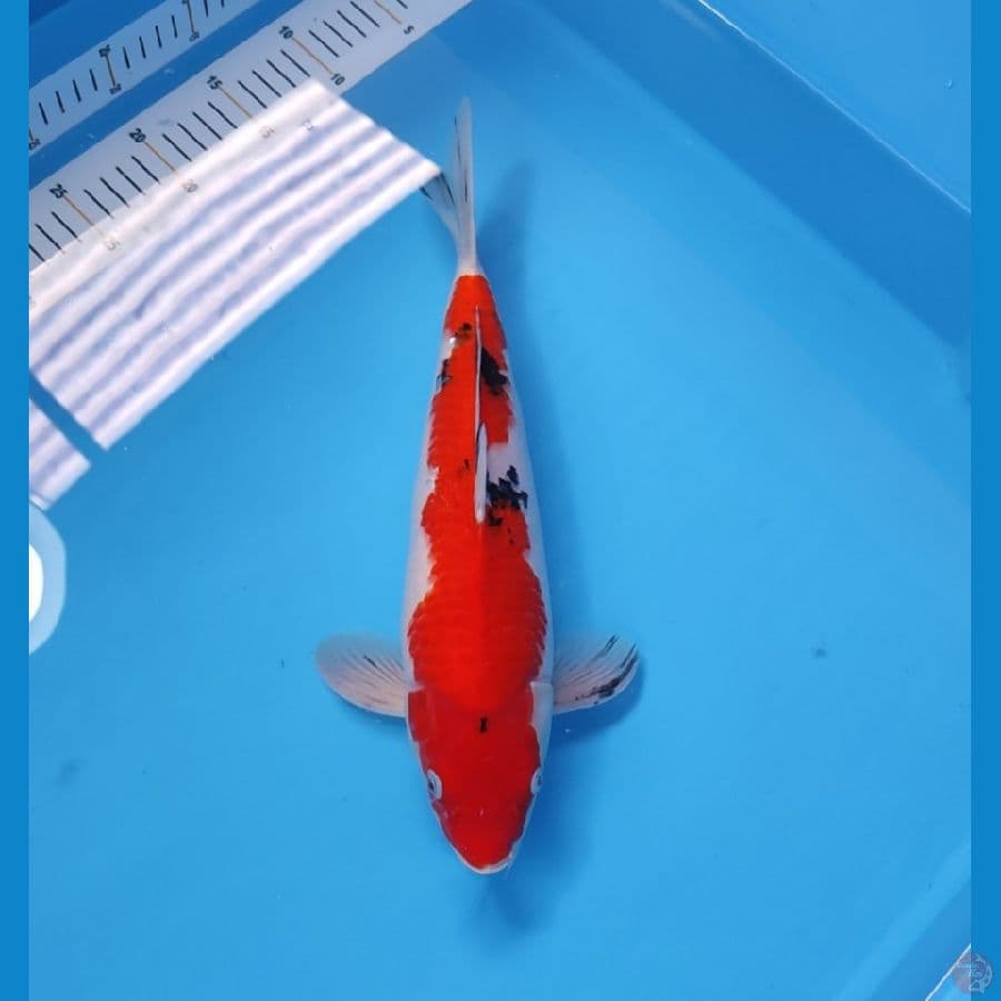 SANKE 35CM - MALE 