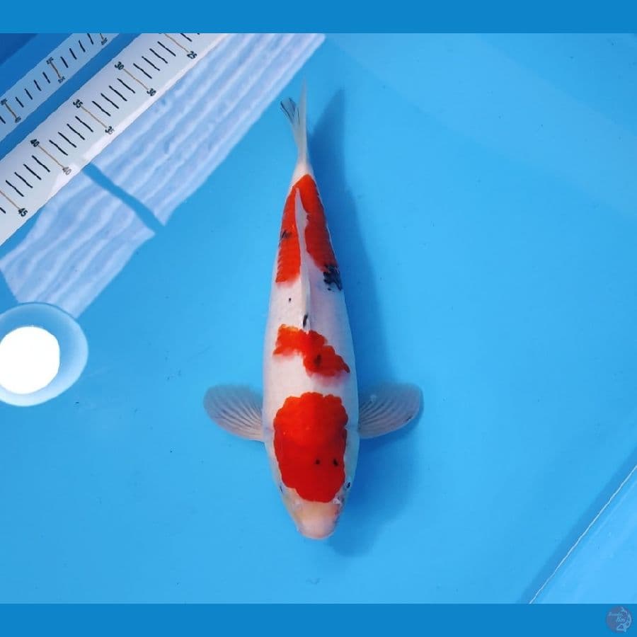 SANKE 35CM - MALE 