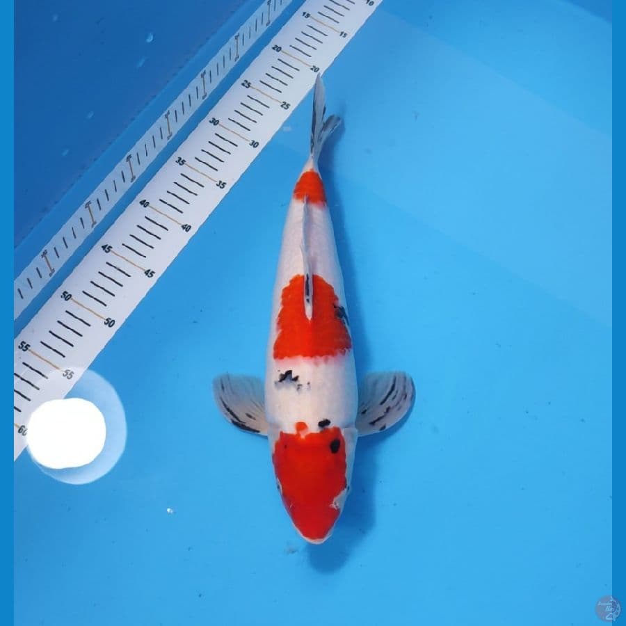 SANKE 35CM - FEEMALE 