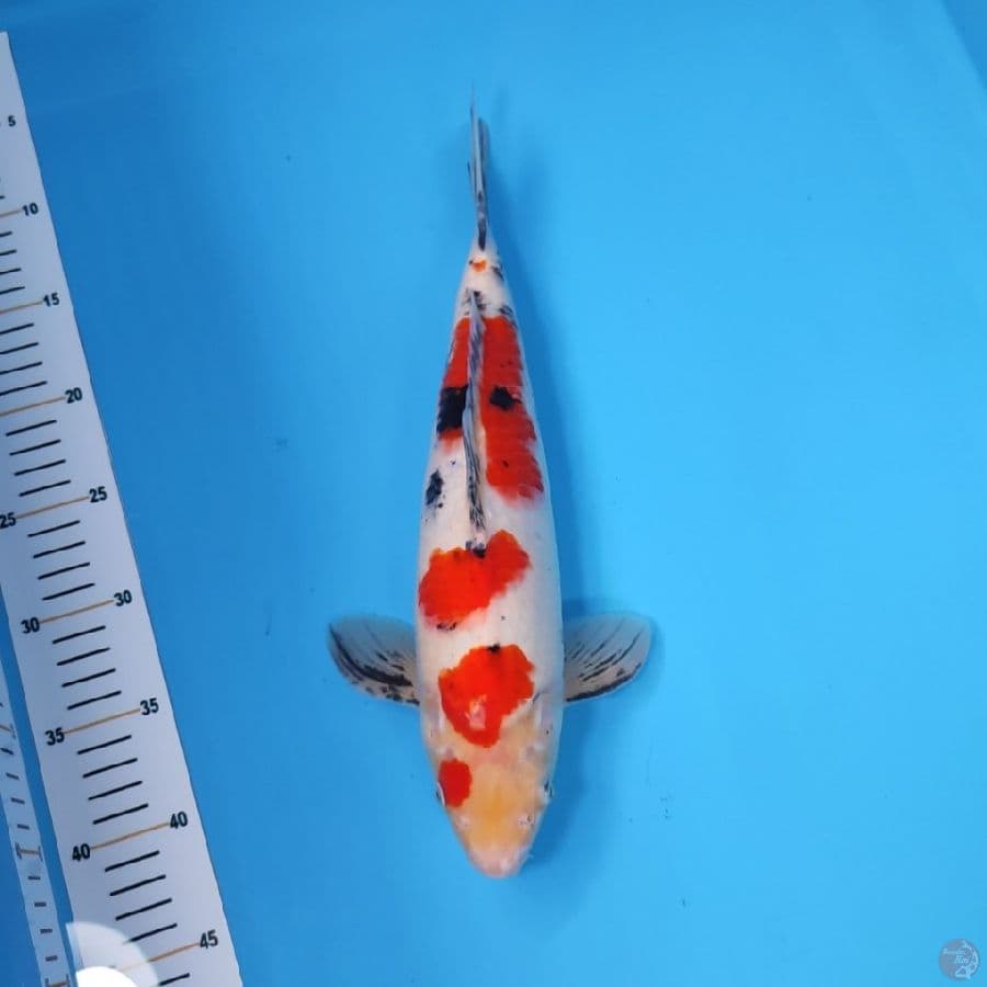 SANKE 35CM - FEEMALE