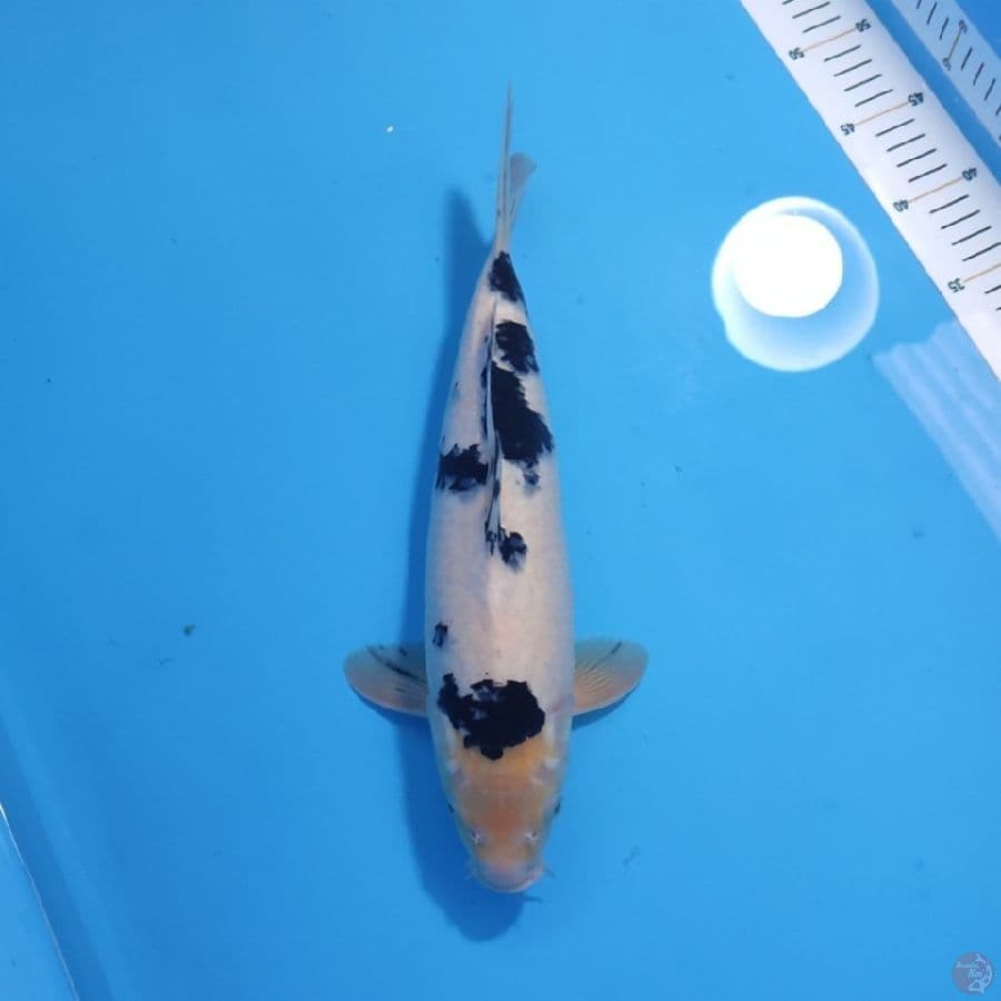 BEKKO 36CM - MALE