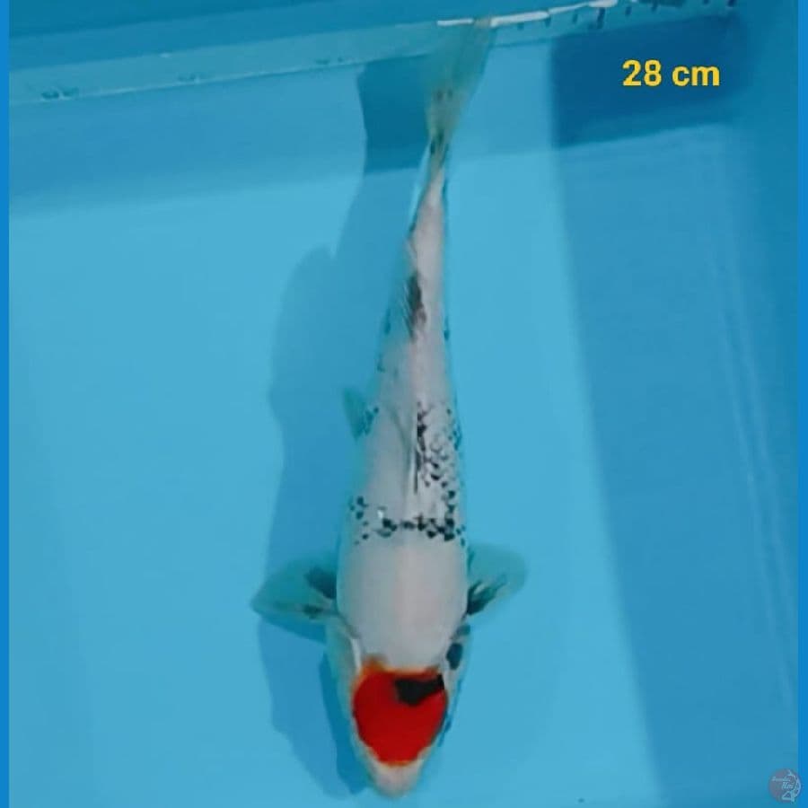 SQ Tancho Showa 28 cm